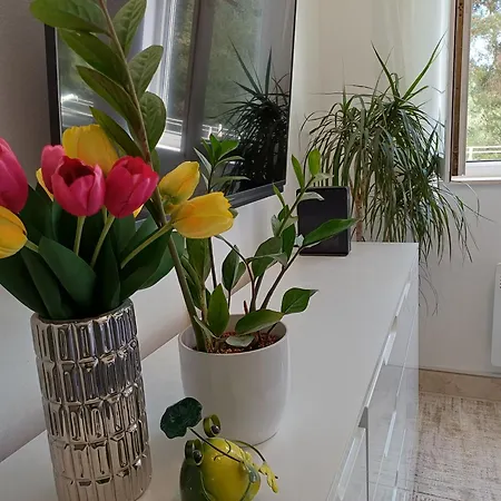 Springjoy *